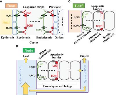 Analogy of silicon and boron in plant nutrition
